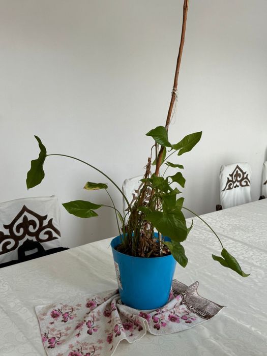 Продам комнатные цветы доллар