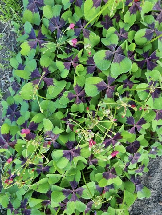 Кислица луковицы