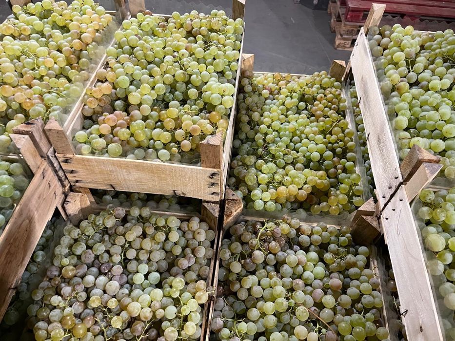 Struguri pentru Procesat