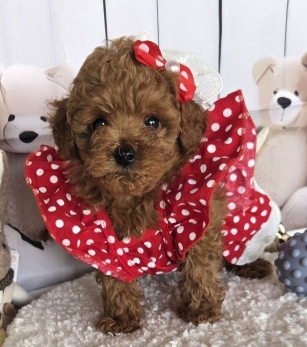 Пудел той /Poodle toy с генетични тестове на родителите с родословие