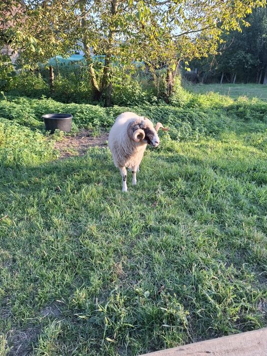 Vând berbec rasa țurcană