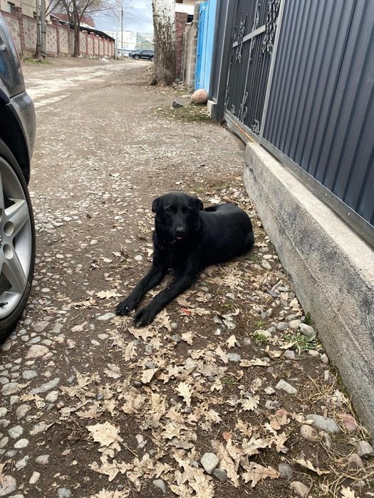 Щеночки в добрые руки