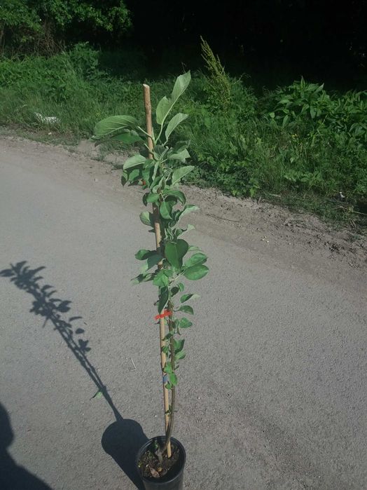 Мини дръвчета – облагородени и студоустойчиви