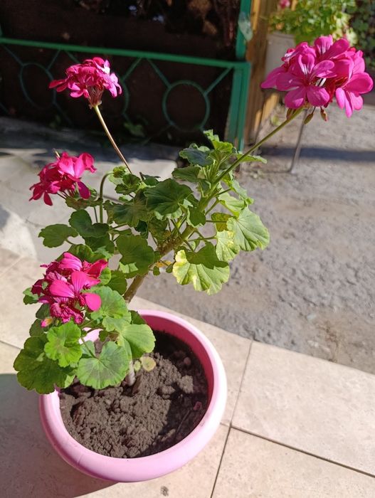 Продам герань с ведрами