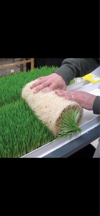 Gidroponika undurilgan bugdoy zakazga