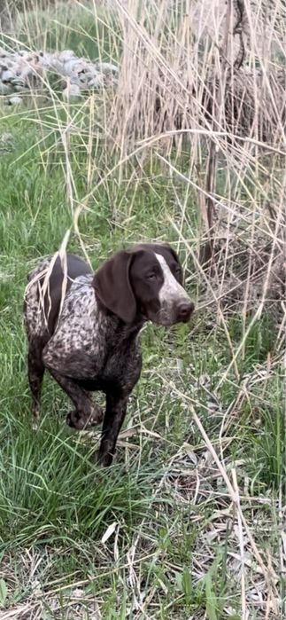 Немецкий Курцхаар