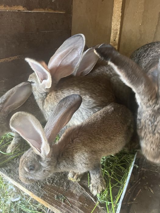 Disponibili spre vânzare pui de Uriaș German, în vârstă de 2 luni