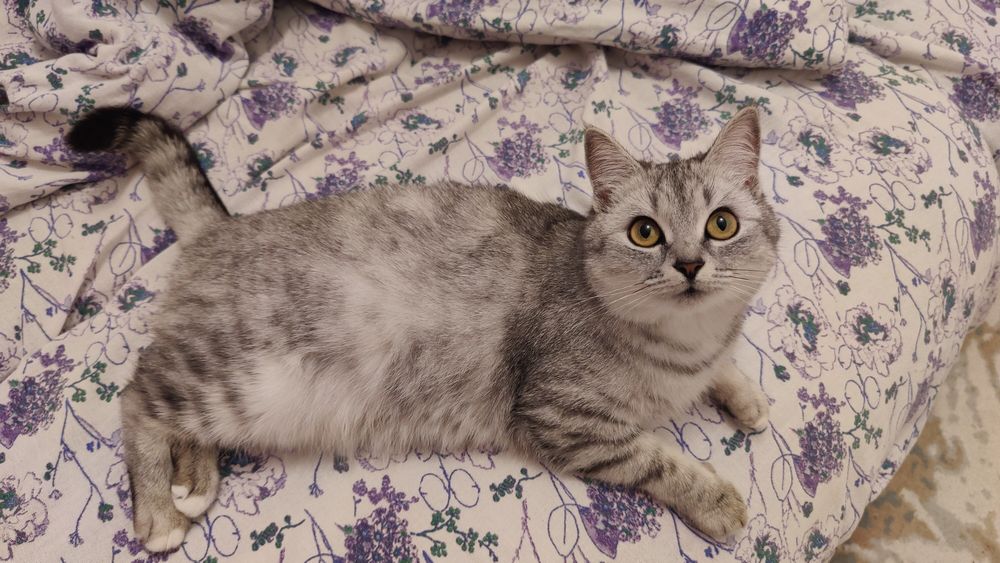 Котята в хорошие руки !