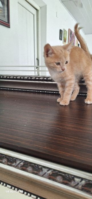 Красивый котенок  в добрые руки