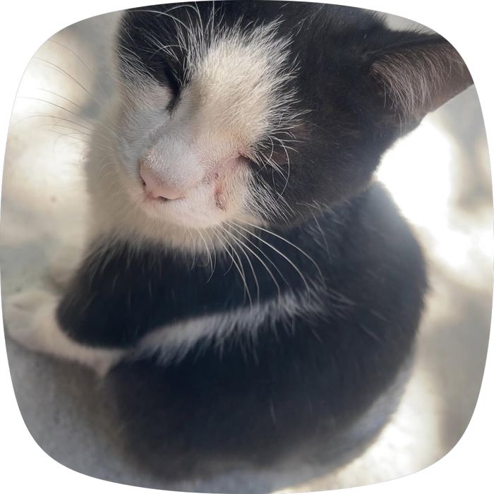 Потерялась котенек!