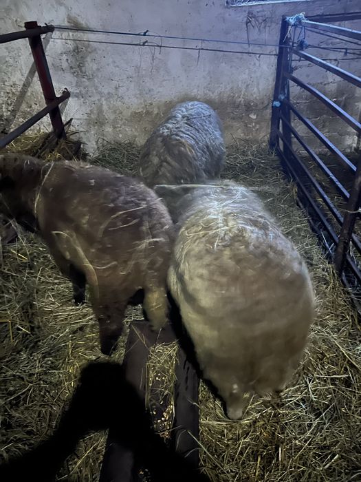 Doi berbeci de vanzare varsta un an metis carne