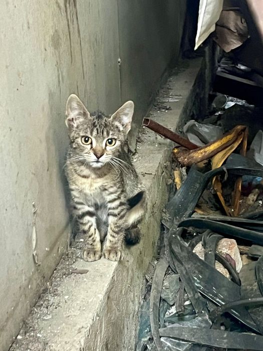 Pisicuțe spre adopție