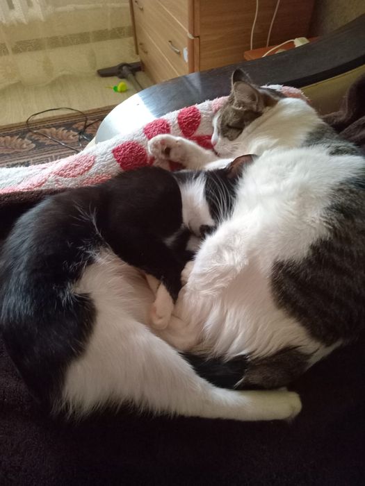 Отдам бесплатно кошечек