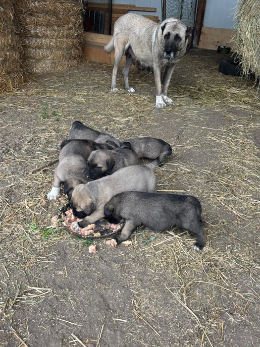 Puiuti kangal de vanzare
