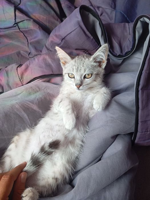 Котёнок кот кошка