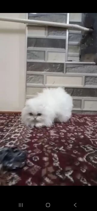 Toza zotli mushuk