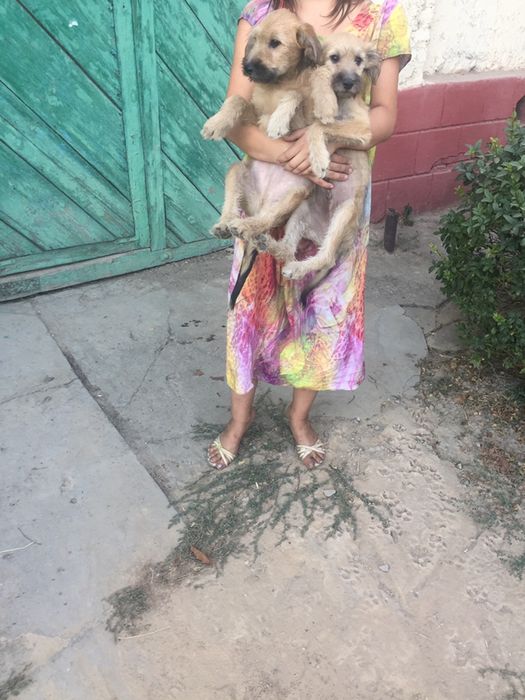 Отдам в надежные руки