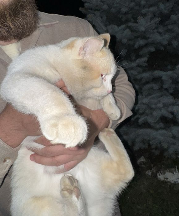 Голубоглазый кот в добрые руки