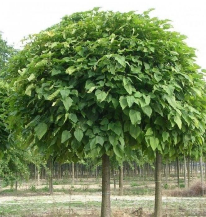 Albizia(arbore de matase),Catalpa,Salcâmi, Salcâmi galbeni,Castani.