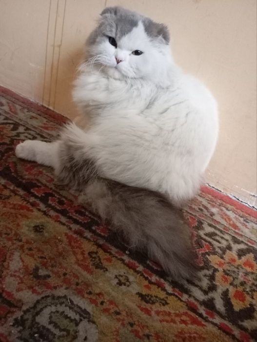 Скоттиш фолт ўгил