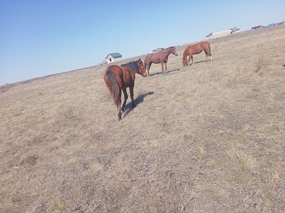 Продам кабылки и жерепчики.