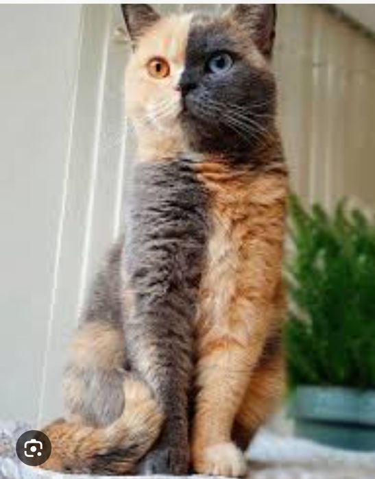 Кошка окраса Химера