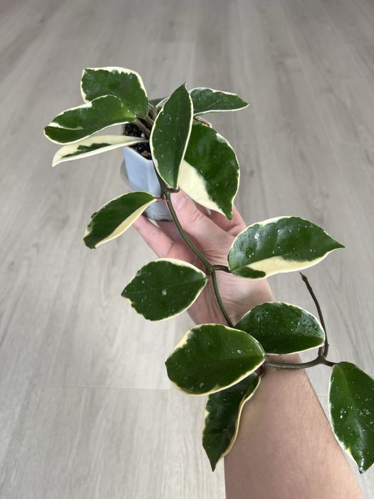 Продам комнатные цветы