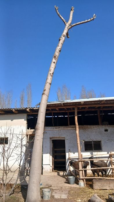 Pavlovniya daraxti 4 tup.