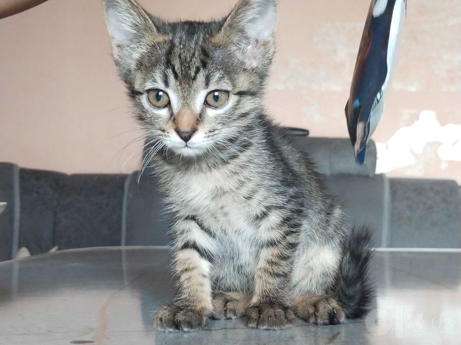 Котенок девочка 2 месяца