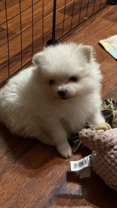 Шпиц девочка Алматы