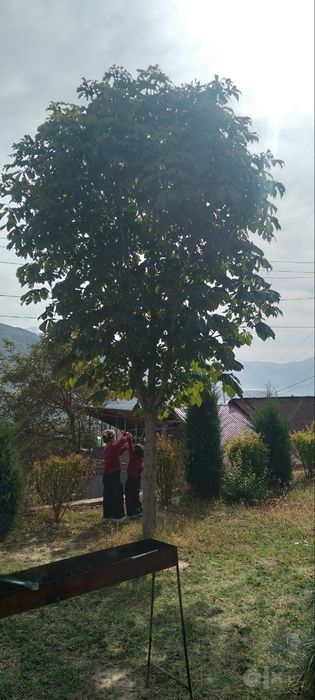 Manzarali daraxtlar va archalar sotiladi