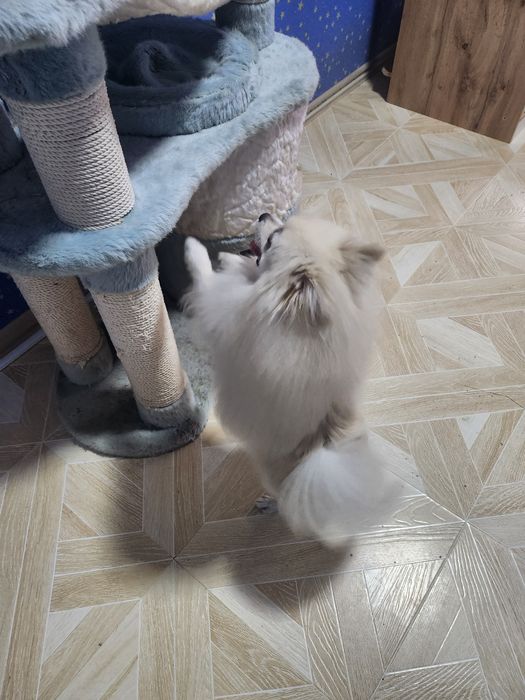 Немецкий мини шпиц вязка