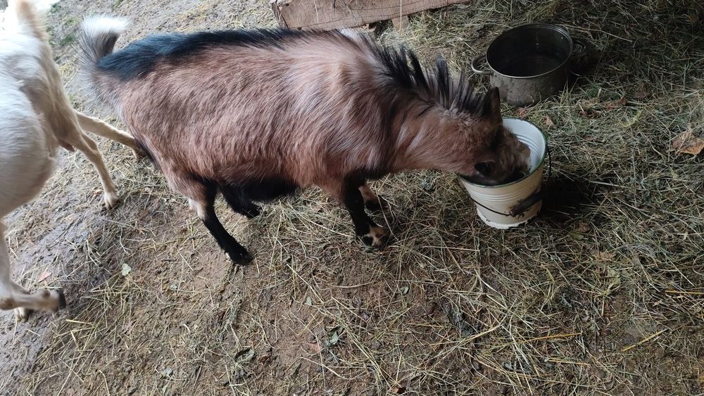 Vând sau schimb cu diverse