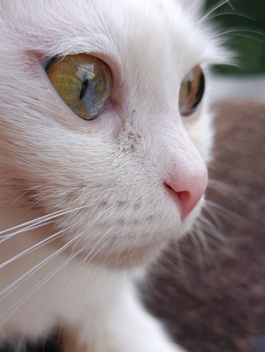 Ищу дом для котика и мамы-кошки
