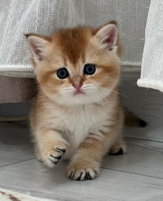 Продается британская девочка золотая шиншилла Чистокровная