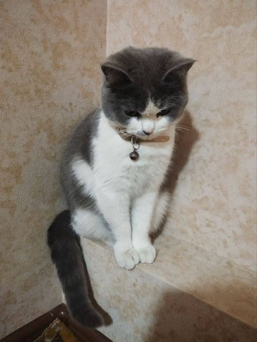 Scottish strayt zotli mushuk