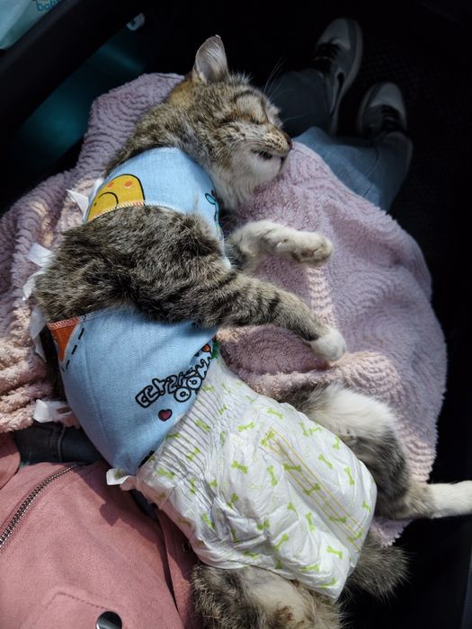 Ищу кошке семью и дом