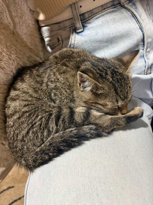 Отдам котенка в хорошие рук
