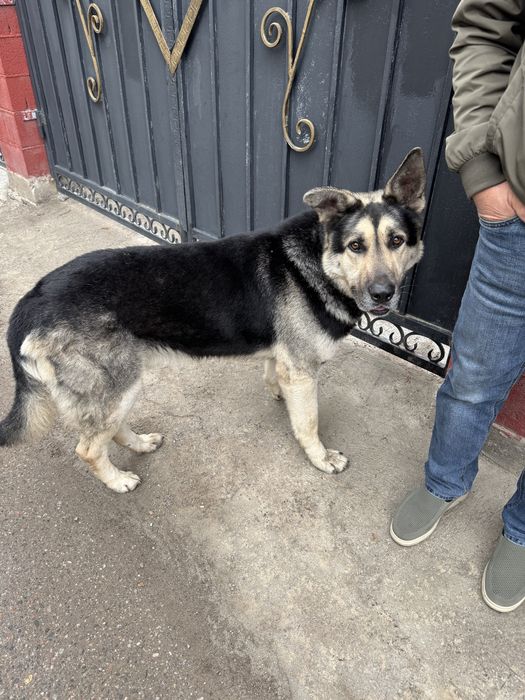 Нашелся кабель овчарка