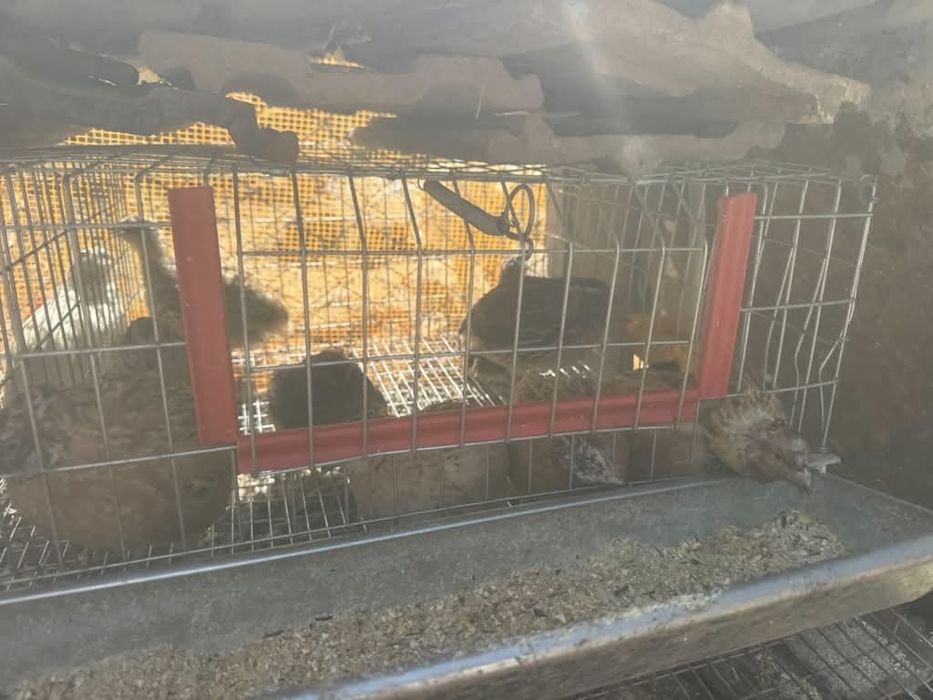 Vând, sau schimb animale pe animale!