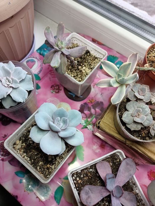 Продам суккуленты.