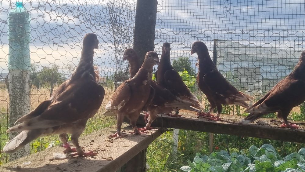 Vând porumbei rosii cu floare