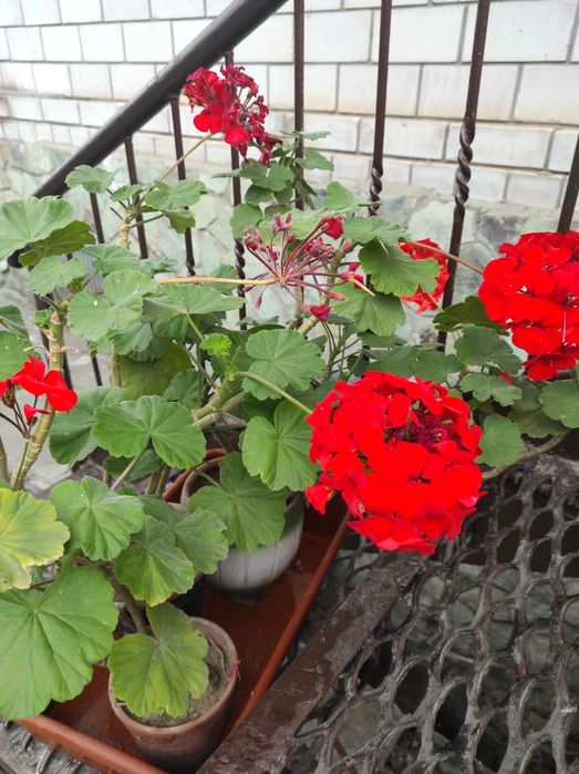 Комнатные растения