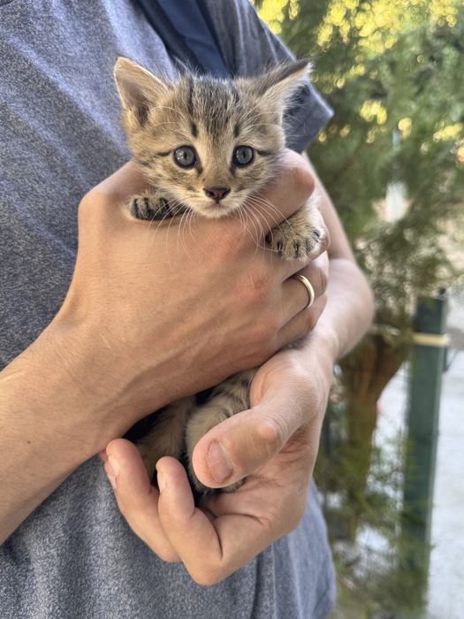 Замечательный котенок мальчик 1,5 месяца. В добрые руки