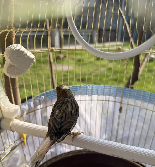 Продается канарейка вместе с клеткой