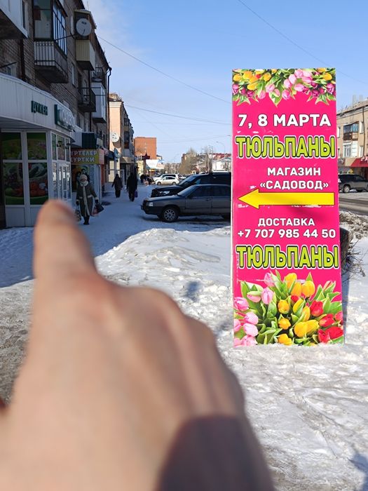 Тюльпаны ,тюльпаны крупные