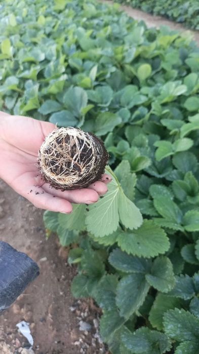 Кучат кулупнай кореский сулхян минхян испан кучат