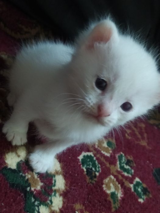 продается веслоухий котёнки