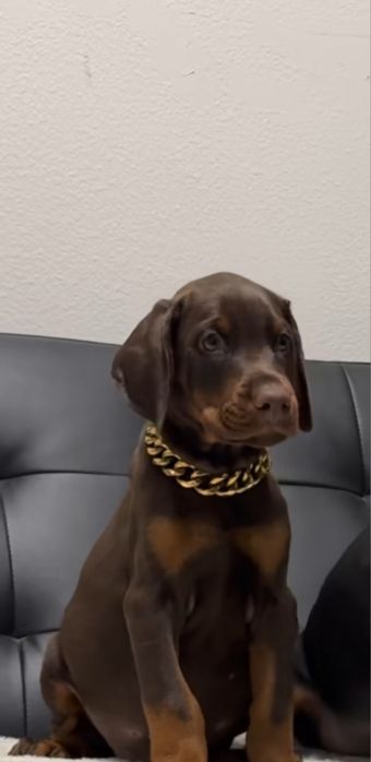 Pui doberman maro