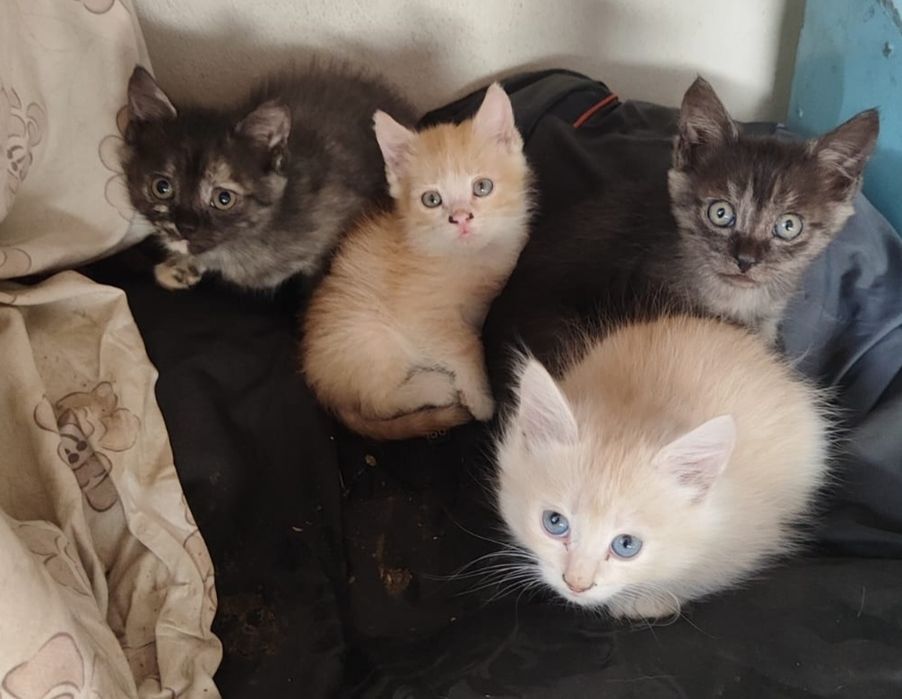 Красивые котята британской кошки.